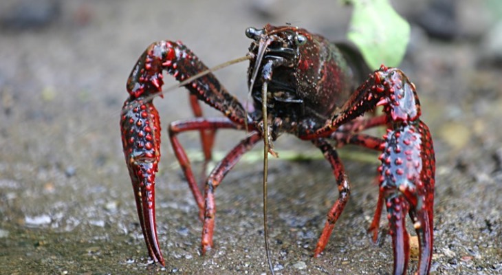 Do you know why invasive alien species cause harm to Malta’s flora and fauna?